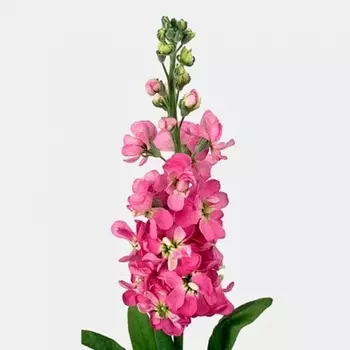 Маттиола Ярко-Розовая