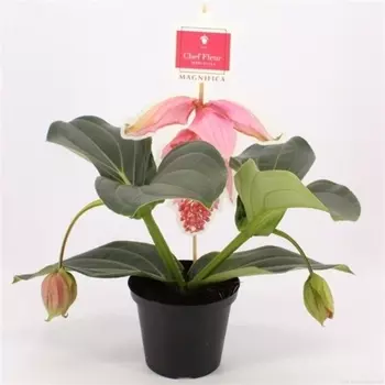 Мединилла в горшках 14/30