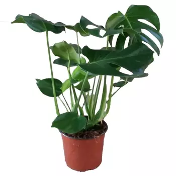 Монстера Делициоза в горшке 21/75