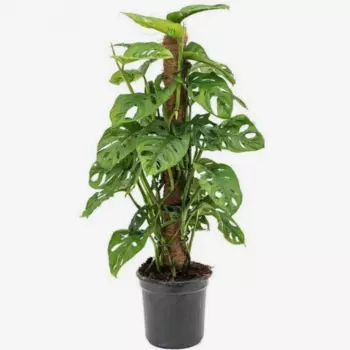 Монстера Обликва моссток 16/75