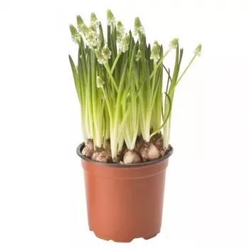 Мускари Белый 9/12,5