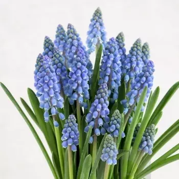 Мускари Голубые