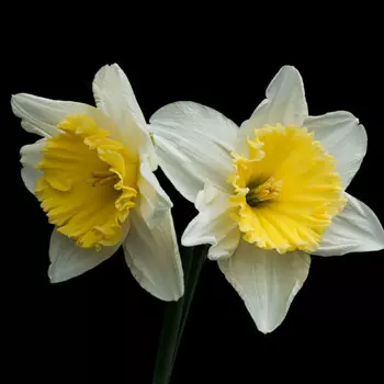 Нарцисс Белый
