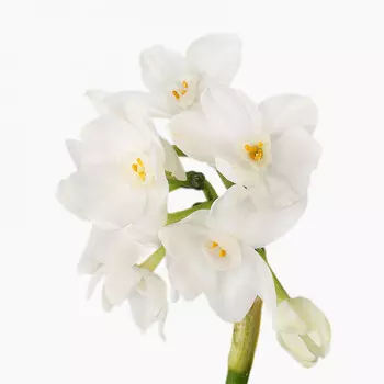 Нарцисс Кустовой Белый