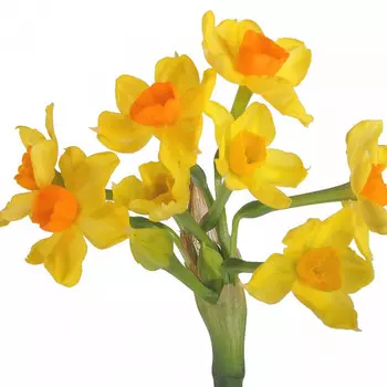 Нарцисс Кустовой Желтый