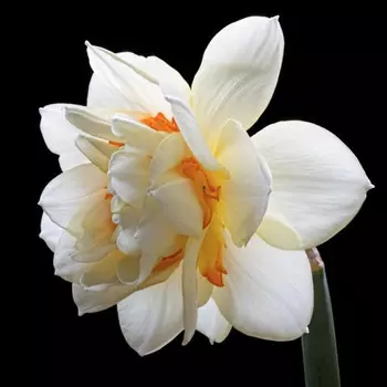 Нарцисс Махровый Белый