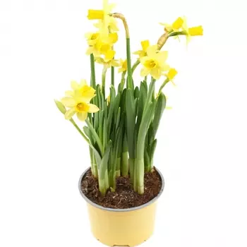 Нарцисс В Горшке 12/15