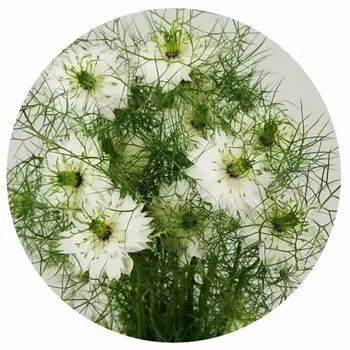 Нигелла Белая