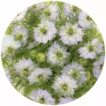 Нигелла Milka