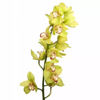 Орхидея Цимбидиум Зеленая (ветка)