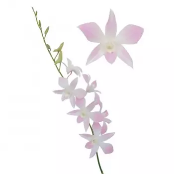 Орхидея Дендробиум Нежно-Розовая