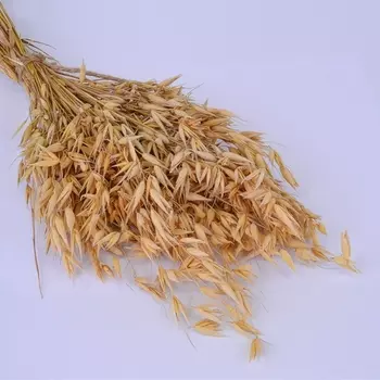 Овес cухоцвет