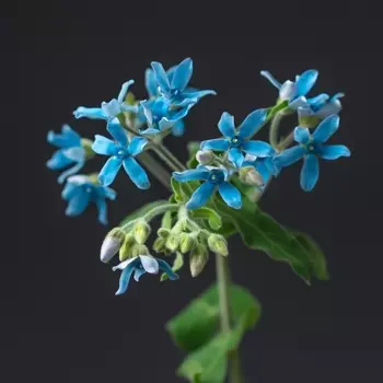 Оксипеталум Голубой