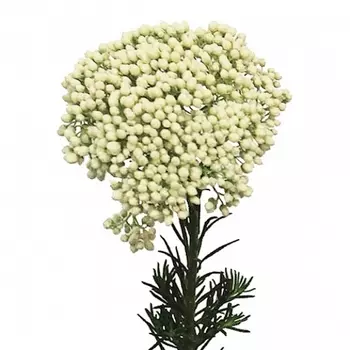 Озотамнус Белый