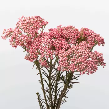 Озотамнус Розовый