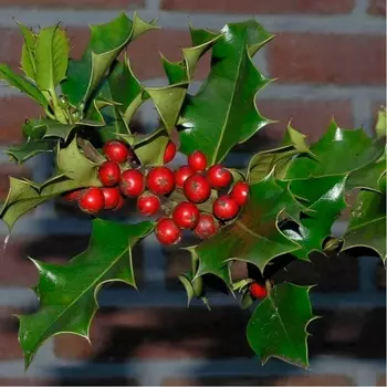 Падуб Остервейк