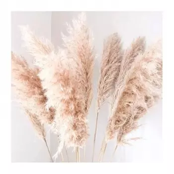 Пампасная Трава cухоцвет