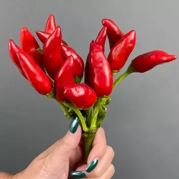 Перец Длинный