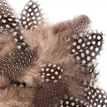 Перо Перепела