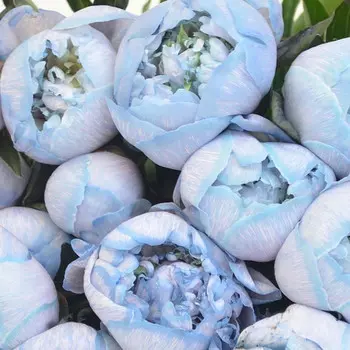 Пион Голубой