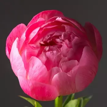 Пион Коралловый