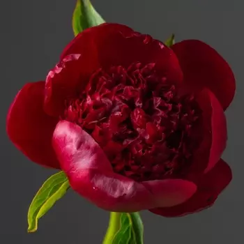Пион Красный