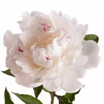 Пион Нежно-Розовый