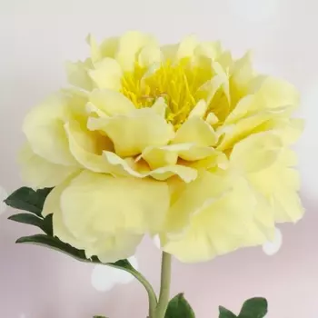 Пион Желтый