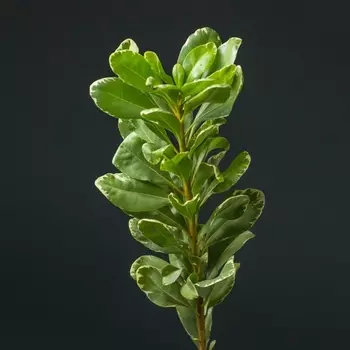 Питтоспорум Ilan