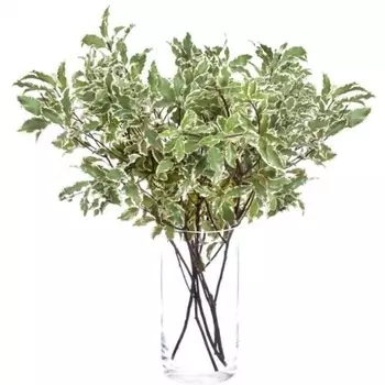 Питтоспорум Nigra