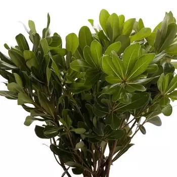 Питтоспорум Tobira