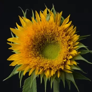 Подсолнух Пушистый