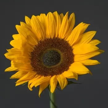 Подсолнух Желтый