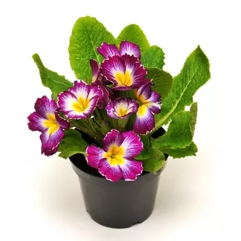 Примула Микс