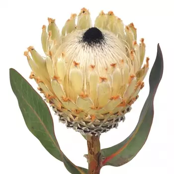 Протея Белая