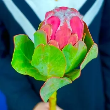 Протея Grandiceps