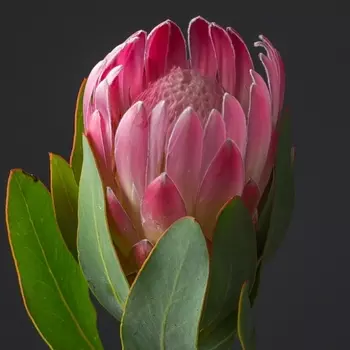 Протея Розовая