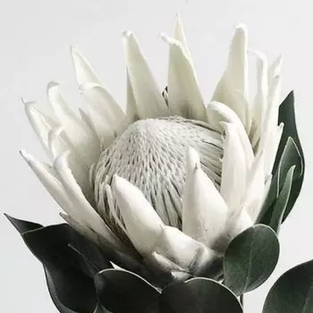 Протея White King