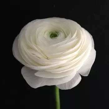 Ранункулюс Белый