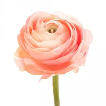 Ранункулюс Коралловый