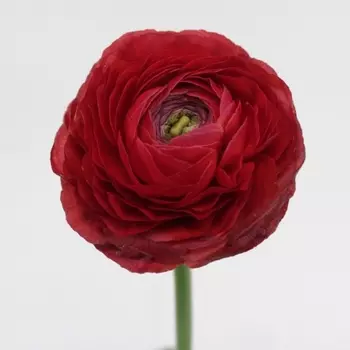 Ранункулюс Красный