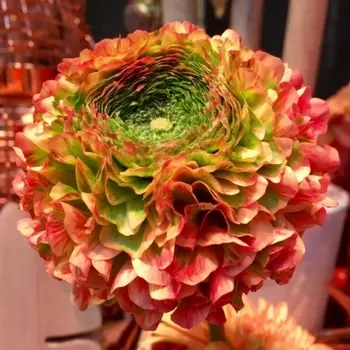 Ранункулюс Махровый Оранжевый