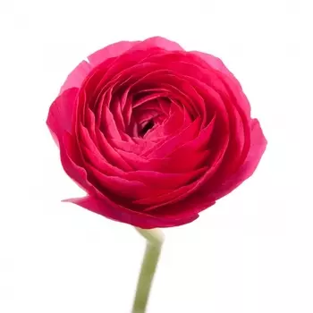 Ранункулюс Малиновый