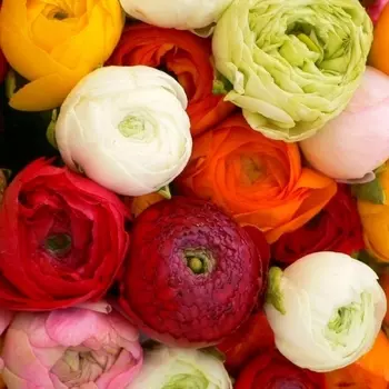 Ранункулюс Микс