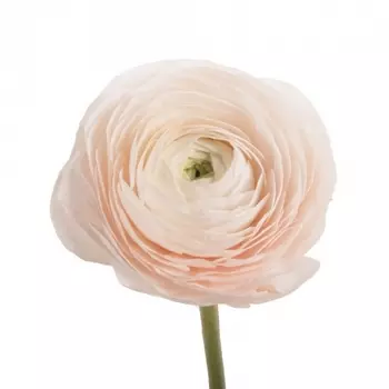 Ранункулюс Нежно-Розовый