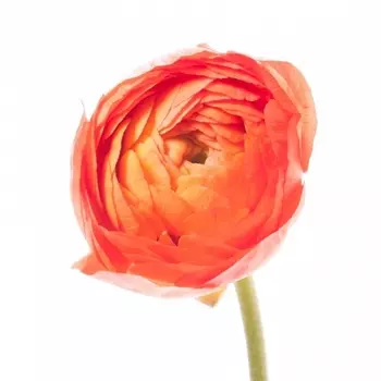Ранункулюс Оранжевый