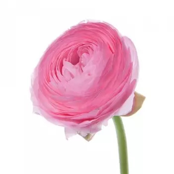 Ранункулюс Розовый