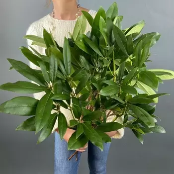 Рододендрон