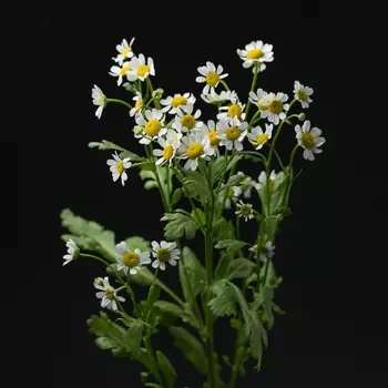 Ромашка Кустовая