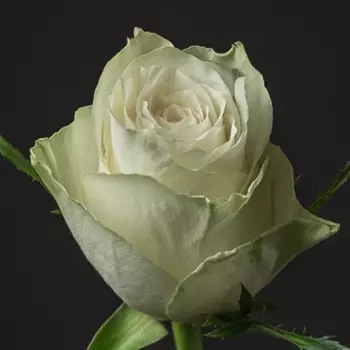 Роза Белая (30-40 см.)
